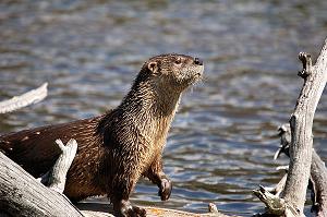 Application otter image